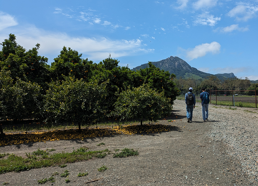 1. From discovering new species to simply discovering what’s in the area, discovery is a key part of entomology. On Thursday, April 18, students of David Headrick’s Insect Pest Management class (PLSC 431) at Cal Poly went out to the orchards by the Crops Unit (Bldg. 17) to discover whatever insects they could. 

“It's nice because you can actually see what's going on,” Samuel Just, a plant science senior and student in the class, said. “It’s very gratifying. You know, you get out there, you can just walk around and see what's happening in the field.”

In the coming weeks, the class will start to monitor and track certain pests to create a report about how these insects could affect the crops. 

Photo Credit: Ashley Bolter, April 18, 2024, Cal Poly San Luis Obispo orchards