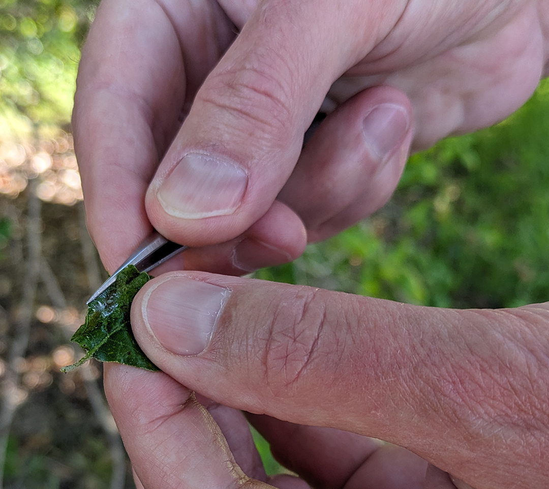 10. In addition to the aphids, Headrick suspects there are also a new predator insect that feeds on these new aphids, though he hasn’t identified the predator flies that he has observed yet. 

“We may have several new species here that nobody had ever known about, and it's all right here on this little tree,” Headrick said. 

Headrick said that while the process of discovering and collecting a new species might not seem that exciting to most people, for him, it’s one of his favorite parts of his job. 

“The thing about the world of entomology is that there's so much to be discovered,” Headrick said. “If you can discover something like that, that never has been seen before, like that's a thrill.” 
Photo Credit: Ashley Bolter, April 16, 2024, Cal Poly San Luis Obispo near H2 parking lot