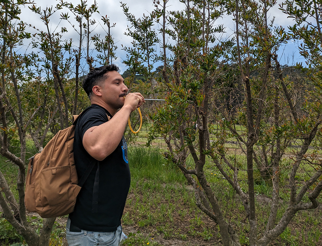 3. With tools like an aspirator that lets them suck small bugs into a collection chamber to help them, plant science seniors Abraham Ahumada (pictured), Mike Elias and Quinn Akemon were one of the first groups to get through all four crops. 

Photo Credit: Ashley Bolter, April 18, 2024, Cal Poly San Luis Obispo orchards