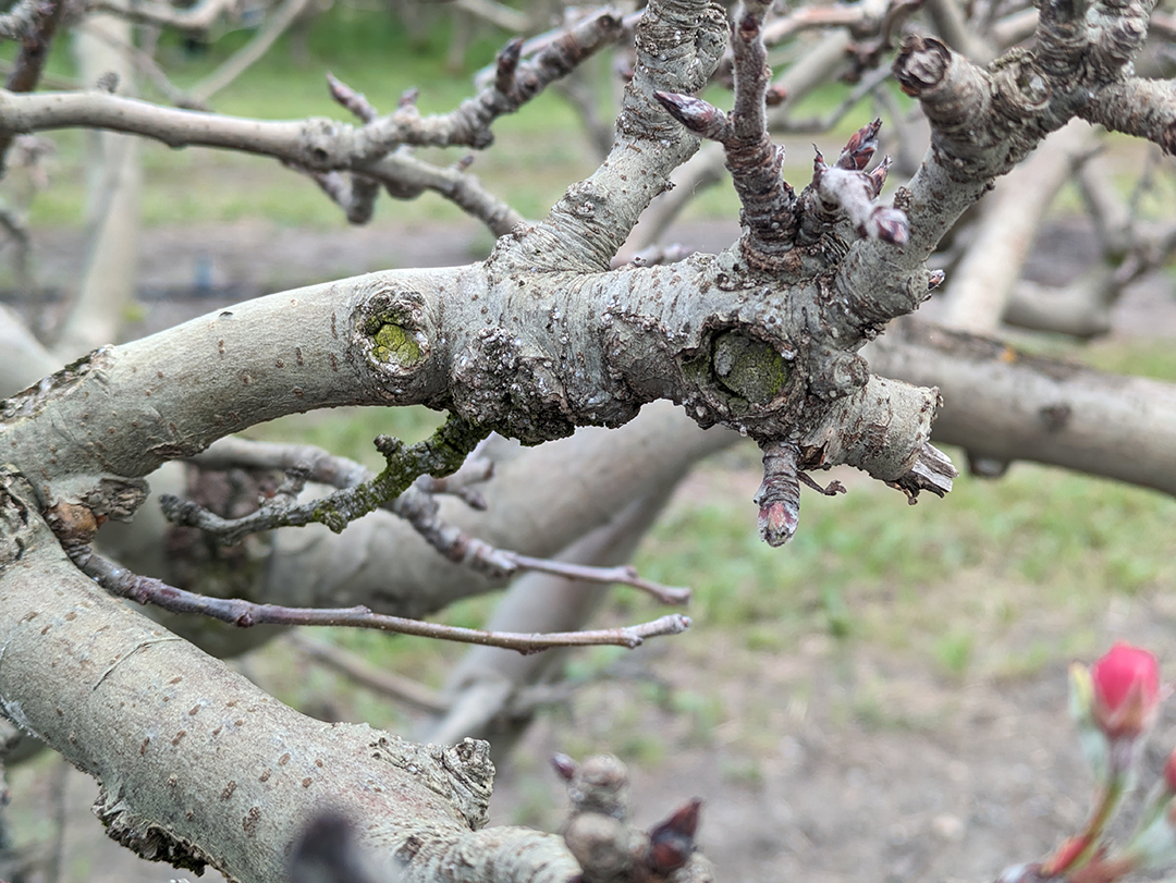 7. San Jose Scales were found on an apple tree in their white cap stage. In this stage, the young scales, known as crawlers, became immobile and secrete hard, white, waxy coverings, according to Christelle Guédot, an entomology professor at University of Wisconsin-Madison.

San Jose Scales feed on the sap of fruit trees and can eventually kill the plant, if left uncontrolled. 

San Jose Scale infestations can be controlled with natural predators and insecticides. 
Photo Credit: Ashley Bolter, April 18, 2024, Cal Poly San Luis Obispo orchards